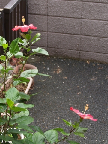 �n�C�r�X�J�X