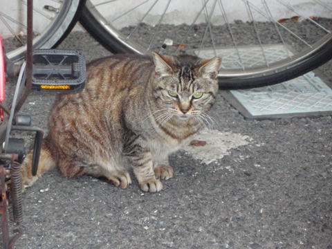 �`���g����