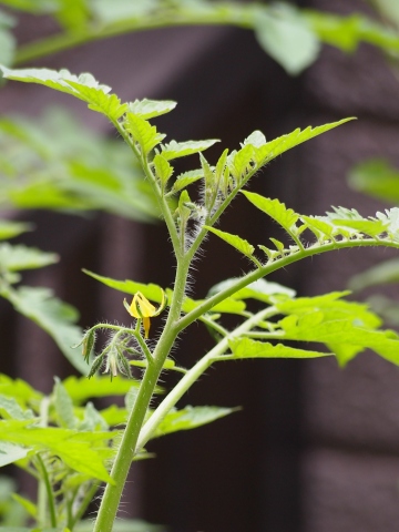 �v�`�g�}�g