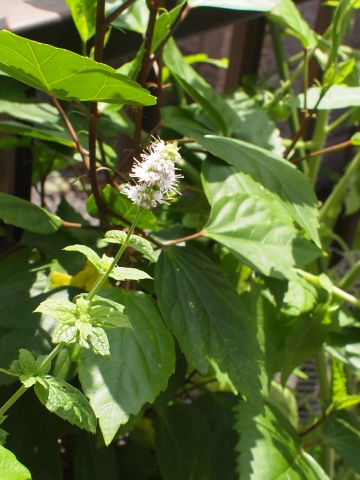 �y�p�[�~���g