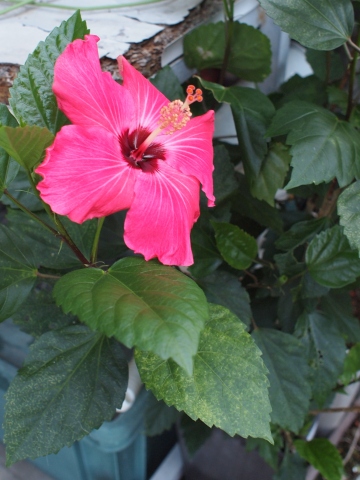 �n�C�r�X�J�X