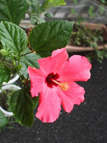 �n�C�r�X�J�X