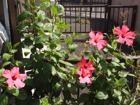 �n�C�r�X�J�X