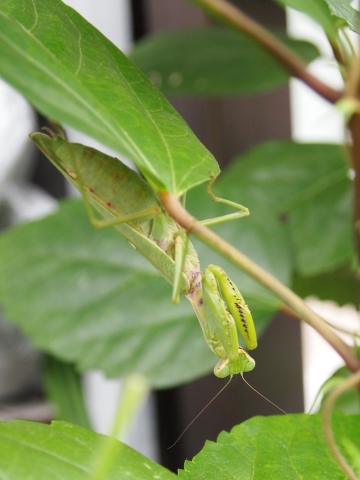 �J�}�L������