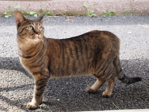 �`���g����