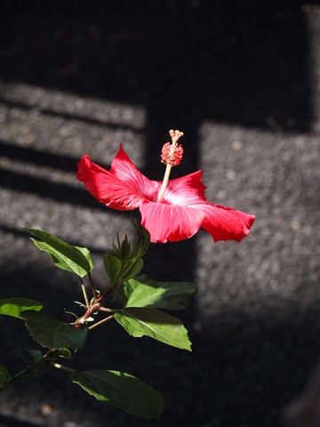 �n�C�r�X�J�X