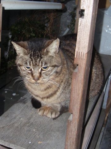 �`���g����